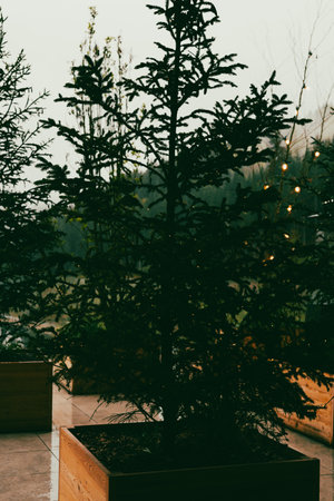 A neatly potted evergreen pine tree with garland lights. The image is tinted in a muted color palette adding to the natural and calming atmosphere.の写真素材