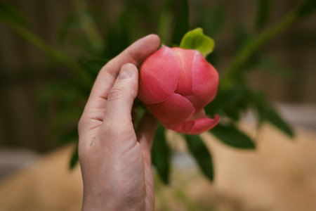 A hand cradles a vibrant pink peony bud, ready to burst. A close-up captures a hand gently holding a delicate pink peony bud highlighting soft petals.の写真素材