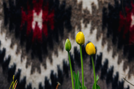 Three yellow tulips stand tall in front of a textured, patterned backdrop, creating a visually striking contrast Closed buds of bulb flowers in springの写真素材