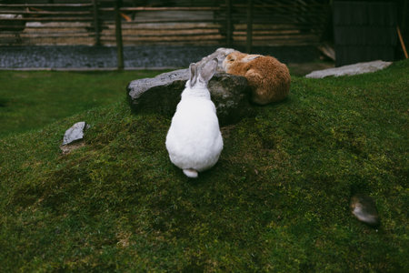 Two fluffy rabbits, a white and brown one, sit peacefully on a green mossy hill, enjoying the outdoors. Farm animals in contact zoo. Easter bunny.の写真素材