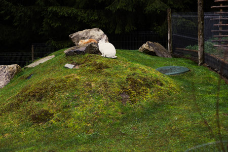 Two fluffy rabbits, a white and brown one, sit peacefully on a green mossy hill, enjoying the outdoors. Farm animals in contact zoo.の写真素材