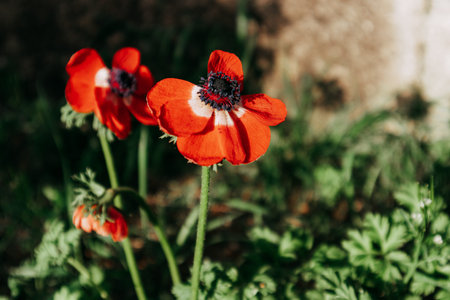 A beautiful red anemone flower with white and black details, in the soft sunlight of a garden....