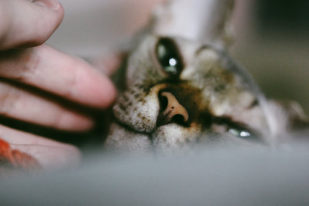 A close-up of a hand gently petting a hairless Sphinx cat, a moment of tenderness and affection. A human hand touching cat's muzzle.の写真素材