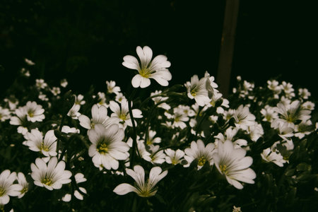 A dense cluster of pristine white flowers in full bloom. A field of small white flowers with delicate petals and yellow centers. Floral background.の写真素材
