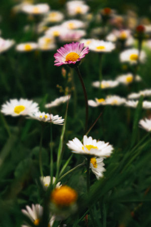 A cluster of daisies in a field, with soft petals in nature. A meadow of white daisies with yellow centers, some with pink petals, blooming in spring.の写真素材