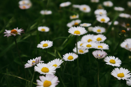 A cluster of daisies in a field, with soft petals in nature. A meadow of white daisies with yellow...