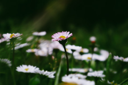A cluster of daisies in a field, with soft petals in nature. A meadow of white daisies with yellow centers, some with pink petals, blooming in spring.の写真素材