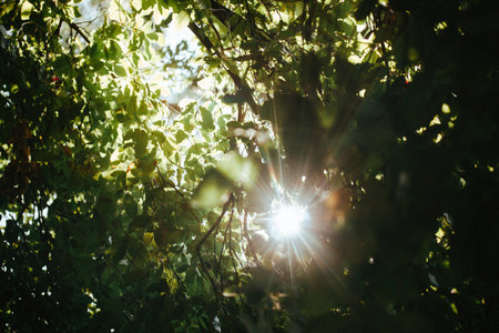 Sunlight streams through the leaves in a forest, creating a serene and peaceful scene. The sun shines brightly through the lush green foliage, creating a beautiful display of light and shadow.の写真素材