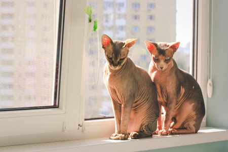 Two graceful sphinx cats basking in the warm sunlight on a windowsill, at home. The cats sit together on a sill, , creating a warm and inviting scene.の写真素材