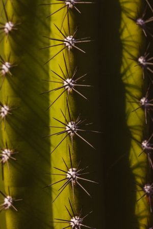 Striking close-up captures the intricate details of a cactus's sharp spines in natural light. A close-up view highlights the sharp spines of a cactus, showing its natural texture and vibrant colors.の写真素材