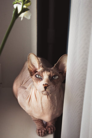 A close-up shot of a sphynx cat with striking blue eyes, basking in natural light near a window. The cat's unique skin and expression are showcased.の写真素材