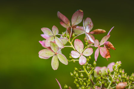 Close-up shot of vibrant pink and green hydrangea blossoms in a natural setting. A beautiful close-up of delicate pink and green hydrangea flowers set against a soft green backdrop.の写真素材
