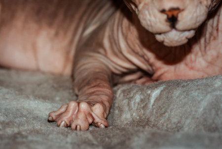 A cropped sphynx cat portrait. A close-up view of a hairless cat's paw and muzzle, focusing on the delicate details of the skin and claws. The scene is soft-lit on a plush surface. Domestic animal.の写真素材