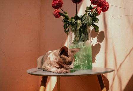 A Sphynx cat, eyes closed, enjoying warm sunlight near the red dahlias in a vase in a sunlit. A Sphinx kitty enjoys serene atmosphere at summer day.の写真素材