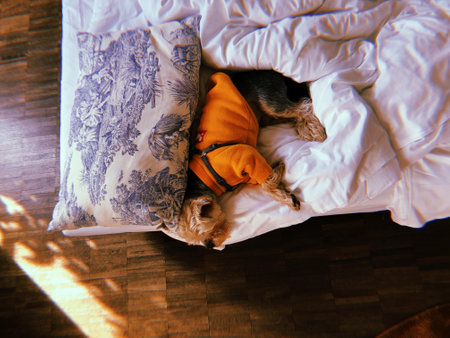 A Yorkshire Terrier dog is sleeping sweetly under a white blanket on a bed. A lapdog, doggy in jacket sleeps comfortably, nestled under a white duvet.の写真素材