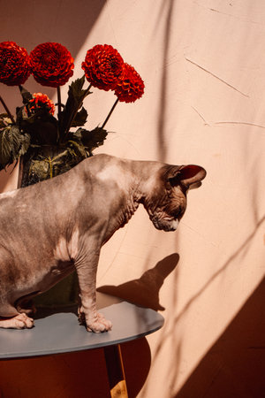 A Sphynx cat, eyes closed, enjoying warm sunlight near the red dahlias in a vase in a sunlit. A Sphinx kitty enjoys serene atmosphere at summer day.の写真素材