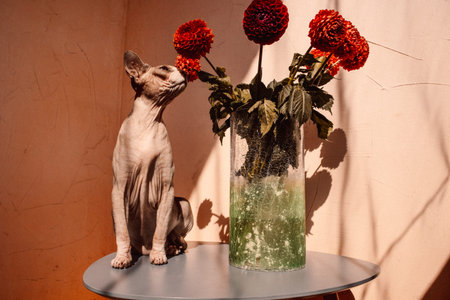 A Sphynx cat, eyes closed, enjoying warm sunlight near the red dahlias in a vase in a sunlit. A...