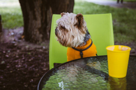A lovely Yorkshire terrier sits outdoors wearing an orange sweater. The dog is perched on a bright green chair in a park setting Doggy on cafe terraceの写真素材