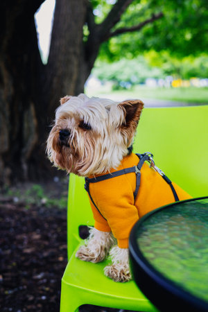 A lovely Yorkshire terrier sits outdoors wearing an orange sweater. The dog is perched on a bright green chair in a park setting Doggy on cafe terraceの写真素材