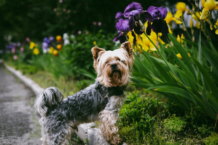 A cute Yorkshire terrier dog poses beside vibrant flowers, enjoying a walk in sunny day outside. A...