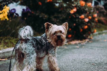 A cute Yorkshire terrier dog poses beside vibrant flowers, enjoying a walk in sunny day outside. A charming yorkie doggy stands among flower blooms.の写真素材