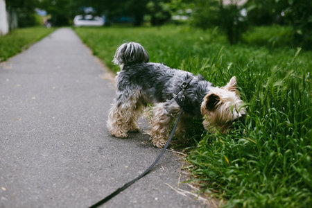 A Yorkshire terrier sniffs at the green grass on a summer day, enjoying a walk on a path. A cute yorkie doggy is walking outdoors.の写真素材