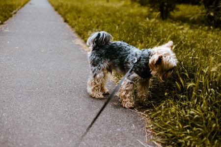 A Yorkshire terrier sniffs at the green grass on a summer day, enjoying a walk on a path. A cute yorkie doggy is walking outdoors.の写真素材