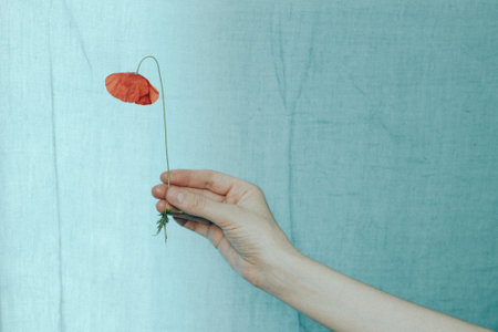 A hand holding a single red poppy flower with a blue teal-colored background. A hand tenderly holds a vibrant red poppy flower. Minimal composition.の写真素材