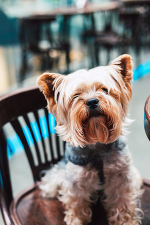 A lovely Yorkshire terrier dog sits on a wooden chair, looking directly at the camera. A charming yorkie lapdog sits patiently in a pet friendly cafe.の写真素材