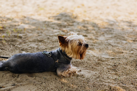 A Yorkshire Terrier dog rests peacefully on the sand on sunny day, enjoying the outdoors. A small doggy, lapdog relaxes on a sandy surface. Calm sceneの写真素材
