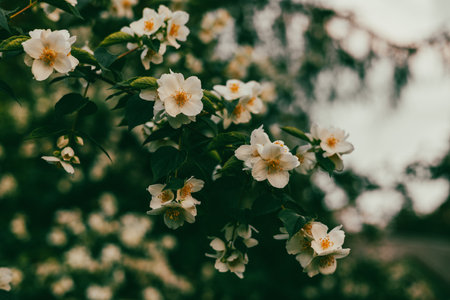 A close-up of blooming white jasmine flowers with lush green leaves. Close-up of jasmine flowers blooming on a branch with lush green leaves, showing nature's beauty and delicate details.の写真素材