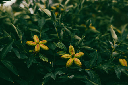 A detailed view of a plant featuring interesting seed pods amidst lush greenery. A close-up shot of a paeonia bush, showing a flower-like structure with seed pods surrounded by lush green leaves.の写真素材