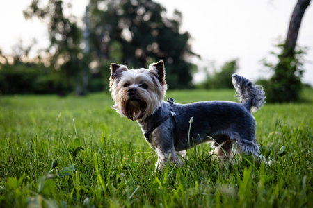 A Yorkshire Terrier dog stands in a grassy field on a beautiful sunny day. A cute Yorkie doggy stands in a meadow of green grass, looking towards the camera in the evening.の写真素材