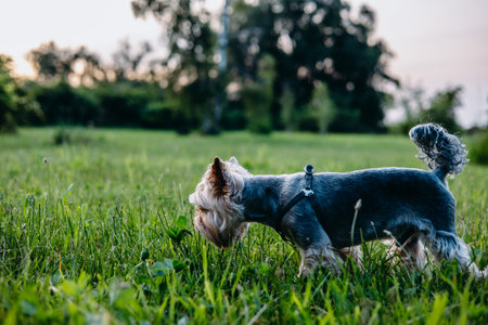 A Yorkshire Terrier dog stands in a grassy field on a beautiful sunny day. A cute Yorkie doggy...