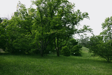 Lush green trees and foliage create a vibrant scene in a peaceful garden setting during summer. A...