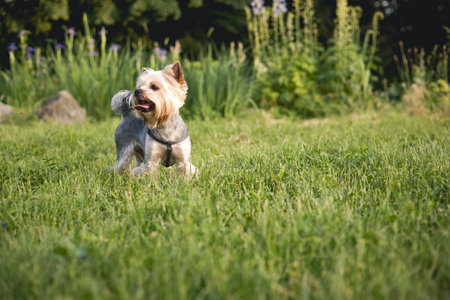 A curious happy Yorkshire Terrier enjoys a walk in a sunny day in a lush, green grassy field. A small Yorkie doggy, lapdog stands alert in a grassy meadow with a harness on. Cheerful puppy outdoor.の写真素材