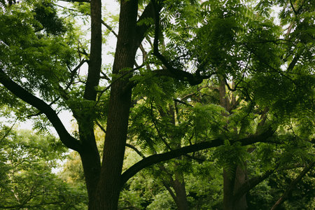 The sun filters through a dense canopy of green leaves, creating a peaceful and natural scene. A...