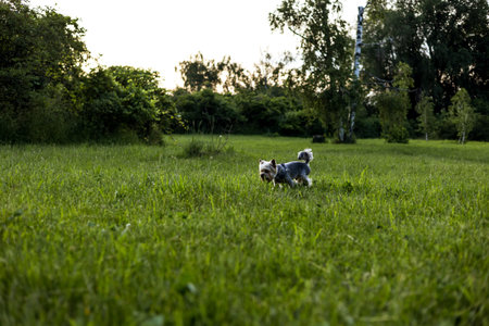 A Yorkshire Terrier dog stands in a grassy field on a beautiful sunny day. A cute Yorkie doggy...