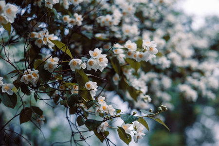 Beautiful white jasmine flowers in full bloom with delicate petals and lush green foliage. A close-up of beautiful white jasmine flowers blooming on a branch, with a blurred background of lush foliageの写真素材
