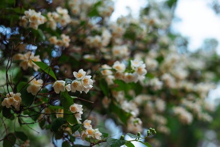 Beautiful white jasmine flowers in full bloom with delicate petals and lush green foliage. A close-up of beautiful white jasmine flowers blooming on a branch, with a blurred background of lush foliageの写真素材