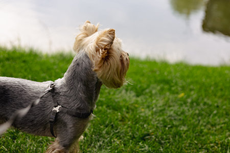 A Yorkshire terrier stands on the grass near a lake, gazing at the scenery. A Yorkshire Terrier dog...