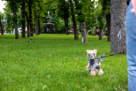 A happy Yorkshire Terrier enjoys a walk in the park on a sunny summer day. A Yorkie doggy walking on...