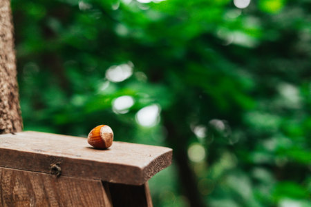 A hazelnut sits on a wooden surface, surrounded by a lush green background. A single hazelnut rests on a wooden surface, lush green foliage providing a blurred background, a natural, organic scene.の写真素材