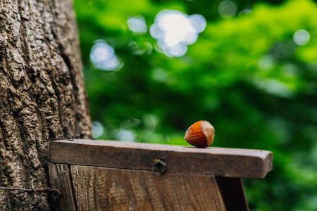 A hazelnut sits on a wooden surface, surrounded by a lush green background. A single hazelnut rests on a wooden surface, lush green foliage providing a blurred background, a natural, organic scene.の写真素材