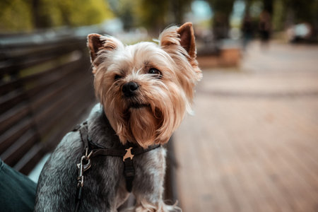 A cute Yorkshire Terrier sits on a bench, gazing up with a curious expression on its muzzle. A close-up shot of a charming Yorkie dog with a curious expression, sitting outdoors on a bench, looking upの写真素材