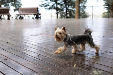 A playful and active Yorkshire Terrier enjoys a walk on a wooden deck on a bright day. A cute Yorkie...