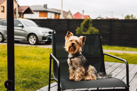 A cute Yorkshire Terrier sits patiently on a chair outside on a backyard on a sunny day. A Yorkie well groomed doggy dog sits elegantly on a chair in a yard with a car and houses in the background.の写真素材