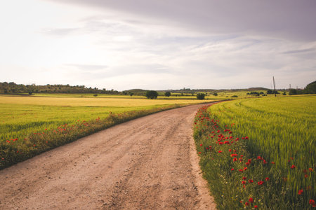 A winding dirt road leads through a vibrant field of green and yellow under a cloudy sky. A scenic...