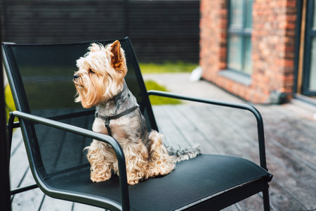A Yorkshire Terrier scratching himself with his hind paw while sitting on a black chair outdoors. A cute Yorkie sits contentedly on a patio, enjoying the day. Home terrace and domestic animal outdoor.の写真素材