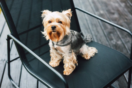 A cute Yorkshire terrier sits patiently on a black chair outside. A charming Yorkie doggy, lapdog sits on a chair outdoors on terrace, looking directly up at the camera. Good boy. Domestic animal.の写真素材